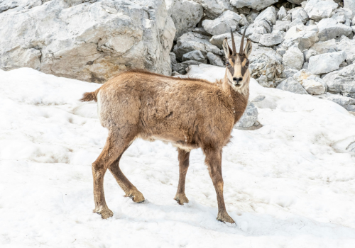 Luge d'été Les Saisies