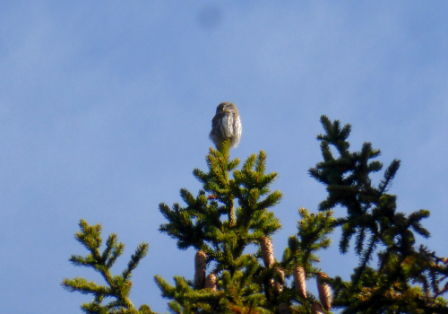 Bain nordique jacuzzi Chalet Nantailly vue Mont Blanc neige extérieur Savoie